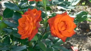 ВИДЕО ПВН  АВ   (145)