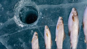 Лучшие моменты с зимней рыбалки. ПРиключение