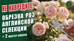 КАК ОБРЕЗАТЬ РОЗЫ АНГЛИЙСКОЙ СЕЛЕКЦИИ. ОБРЕЗКА АНГЛИЙСКИХ РОЗ "ОСТИНОК" ОСЕНЬЮ ИЛИ ВЕСНОЙ. РОЗЫ.