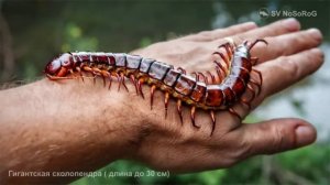 Для чего нужны клешни Гигантской сколопендре (Amazonian giant centipede) — Scolopendra gigantea ?