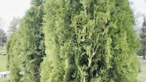 Глэмпинг МПарк