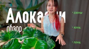 Мои АЛОКАЗИИ / обзор сортов → слоны, кони и пони