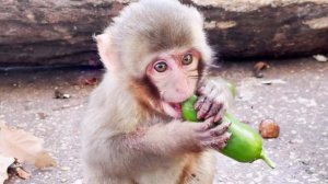 Такой милый ребенок! Игрушечное личико!  Обезьянка Сакура и ее шебутная семья японцев! Тайган