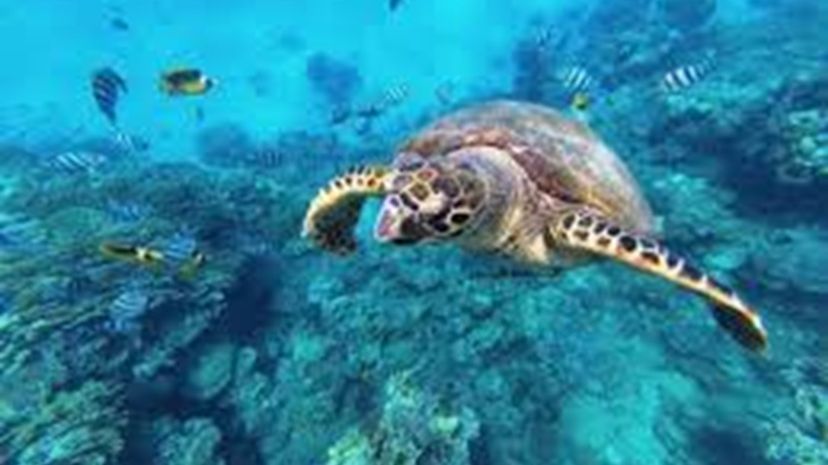 Abu Dabab Bay: corals and sea turtles. Бухта Абу-Дабаб: кораллы и морские черепахи