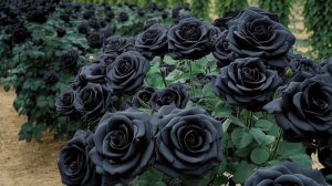 2025-11-12 Хочу посадить дома саженец черной розы. Называется Black Empress.