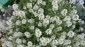 Варю конфеты 🍬 Коровка.