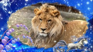 Волшебной ночи!