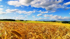 Раздолье русское