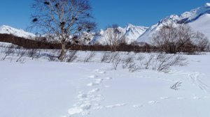 "Говорящие" медвежьи следы.