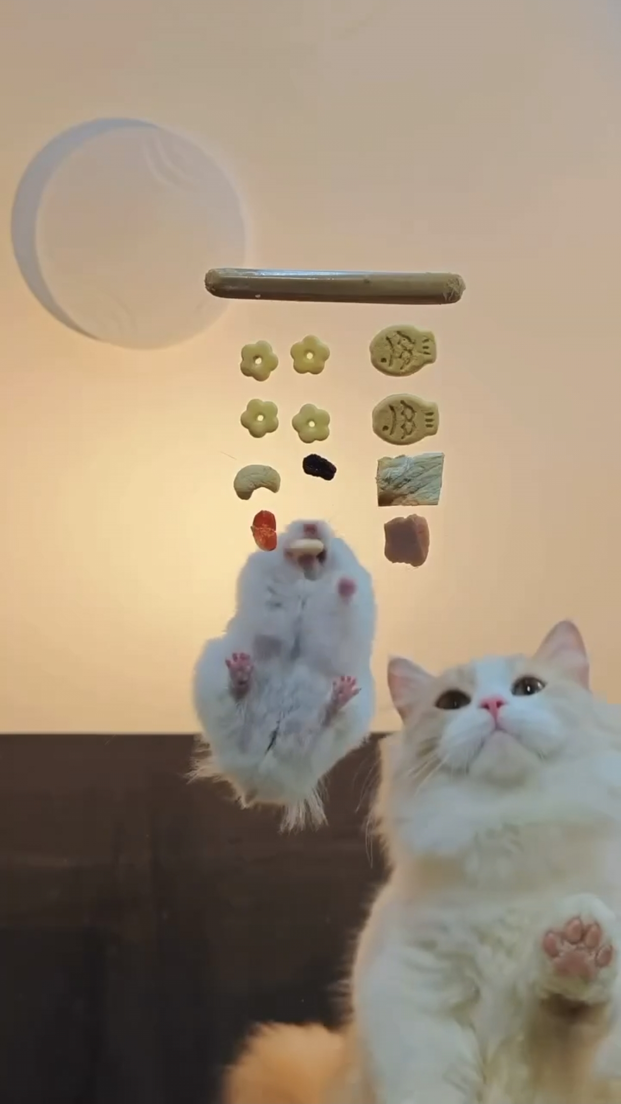 Кто быстрее? Кошка или мышка?