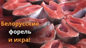 Как выращивают форель в Беларуси? Александр Лукашенко оценил рыбное хозяйство замкнутого цикла
