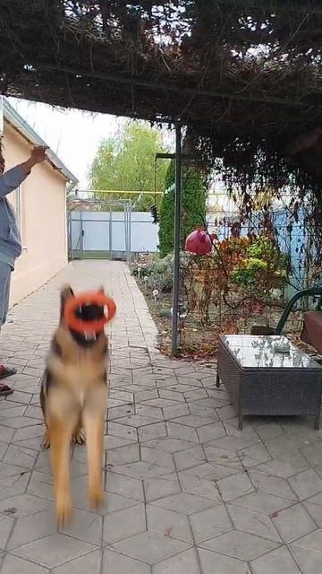 Баларис ПАНДОРА,  6 месяцев