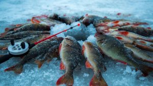 Самая Лучшая Зимняя Рыбалка. Новое Приключение