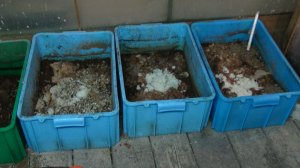 Обогрев помещение с попугаями с помощью черной львинки.