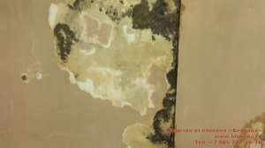 Блокада плесени