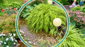 Декоративные злаки в нашем саду и не только.