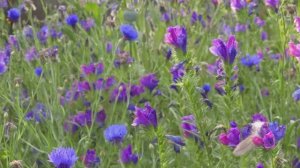 25 ЛУЧШИХ ЦВЕТОВ ДЛЯ ДАЧНОГО САДА  (и за какими из них легко ухаживать!) ОТ БРИТАНСКОГО ЭКСПЕРТА