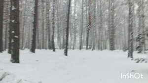 Снег кружится летает в парке и зайдем в рыбный магазин