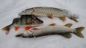 Рыбалка на Братском водохранилище. Мои старые архивы 16 03 2018 года