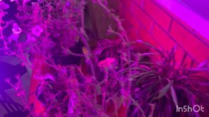 12-11-2025 ДОБРОГО УТРА, ДРУЗЬЯ и ПРЕКРАСНОГО ДНЯ❤️❤️❤️/жизнь здесь и сейчас ❤️❤️❤️