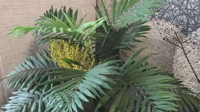 Пальма Хамедорея и ее цветение