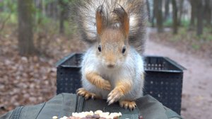 Белка с шикарным хвостом. Зарисовка