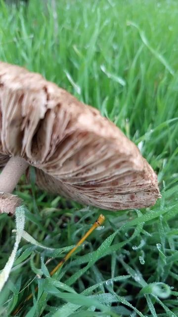 Как называется Гриб?