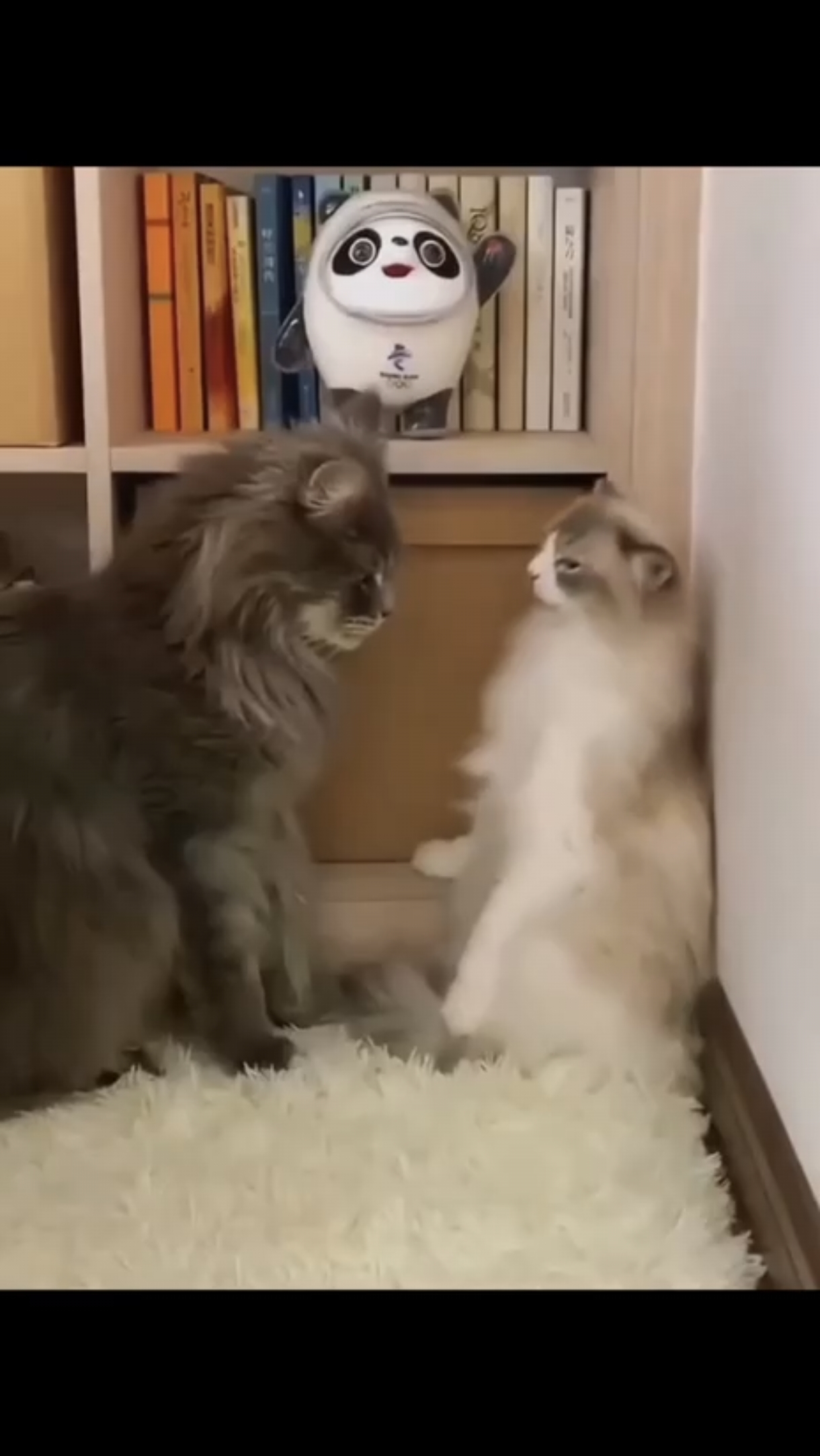 Это кото любовь 😻