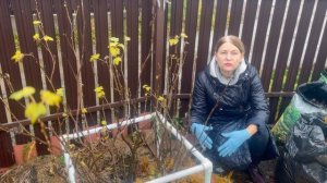 О листопаде.