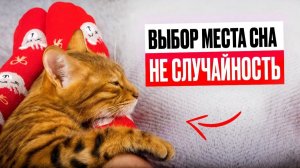 Почему твоя кошка спит с тобой на самом деле...