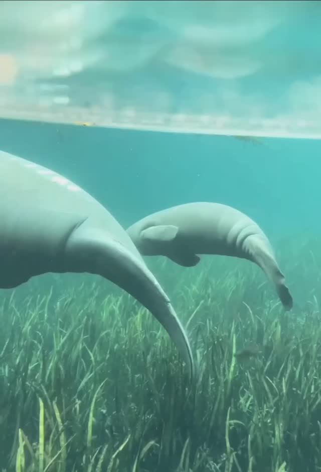 Мама-ламантин обнимает своего малыша