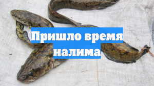 Пришло время налима