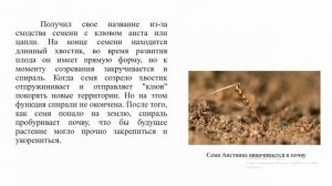 Фармакогностическое исследование Erodium cicutarium
