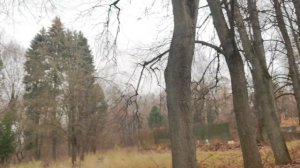 Усадьба Суханово, Подмосковье, ноябрь 2025