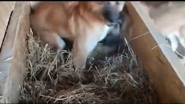 Тепло ли тебе Бимушка??? Как пережить холодную зиму? Приют для животных