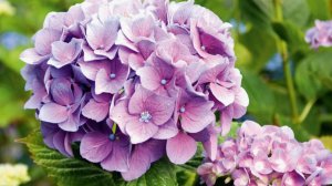 Пожелания с добрым утром открытки бесплатно красивые