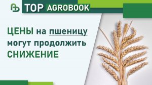 Цены на пшеницу могут продолжить снижение | TOP Agrobook: обзор аграрных новостей