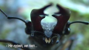 Один день из жизни насекомых или - Давай подерёмся!