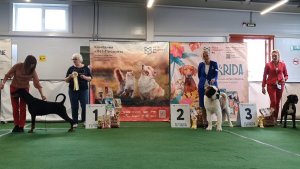 16.08.2025, СПБ. Клуб "Кентавр" (РКФ, РФСС). Выставка собак САС 2 группы FCI