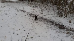 На прогулке Тишка.