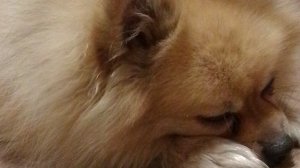 Играю в танчики