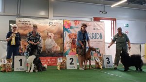 16.08.2025, СПБ. Клуб "Кентавр" (РКФ, РФСС). Выставка собак САС 5 группы FCI