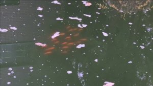 Стая Карпов КОИ бороздит просторы пруда