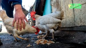 Бесполезная в хозяйстве животина 🐱