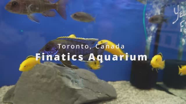 Канада: большой зоомагазин с Цихлидами