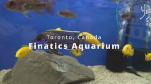 Канада: большой зоомагазин с Цихлидами