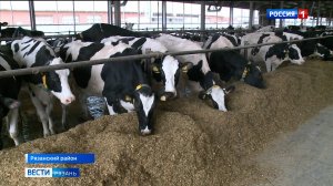Рязанские селекционеры достигли высоких результатов в сфере молочного животноводства