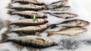 Интересные Кадры с Рыбалки, Моменты с Ловлей рыбы