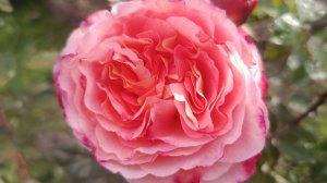 Переделки в саду продолжаются...