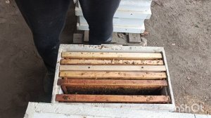 Осмотрел изолятор на три матки.